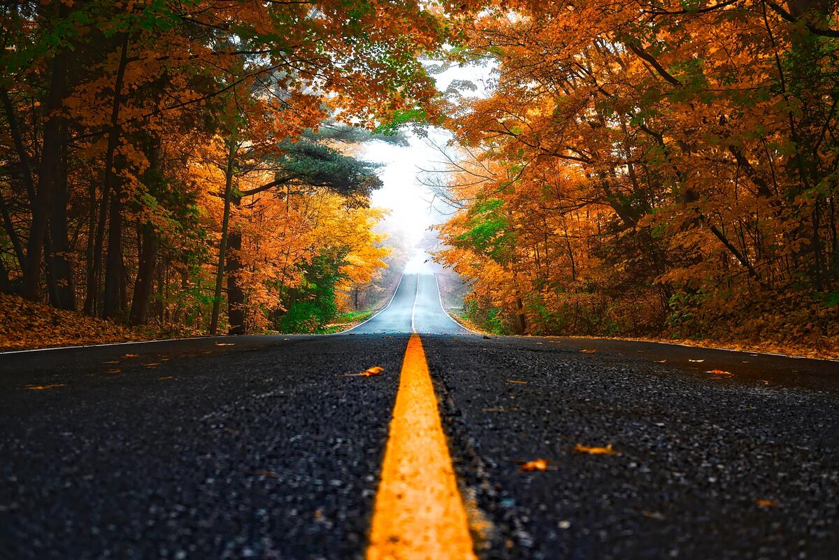 An asphalt road through an autumn forest