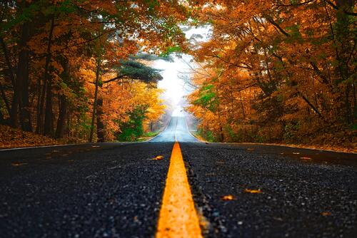 An asphalt road through an autumn forest