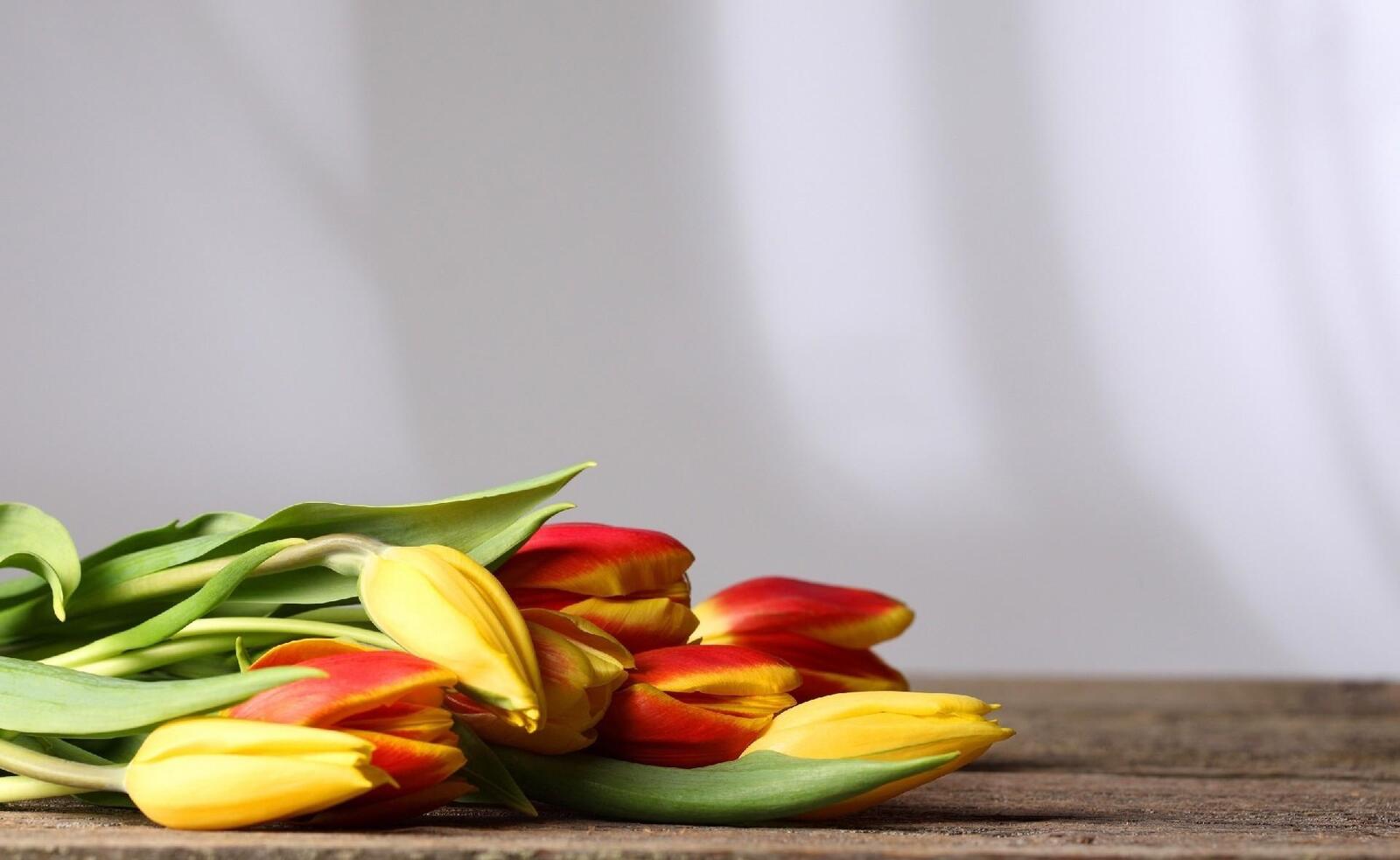 Бесплатное фото Красочные цветы тюльпаны