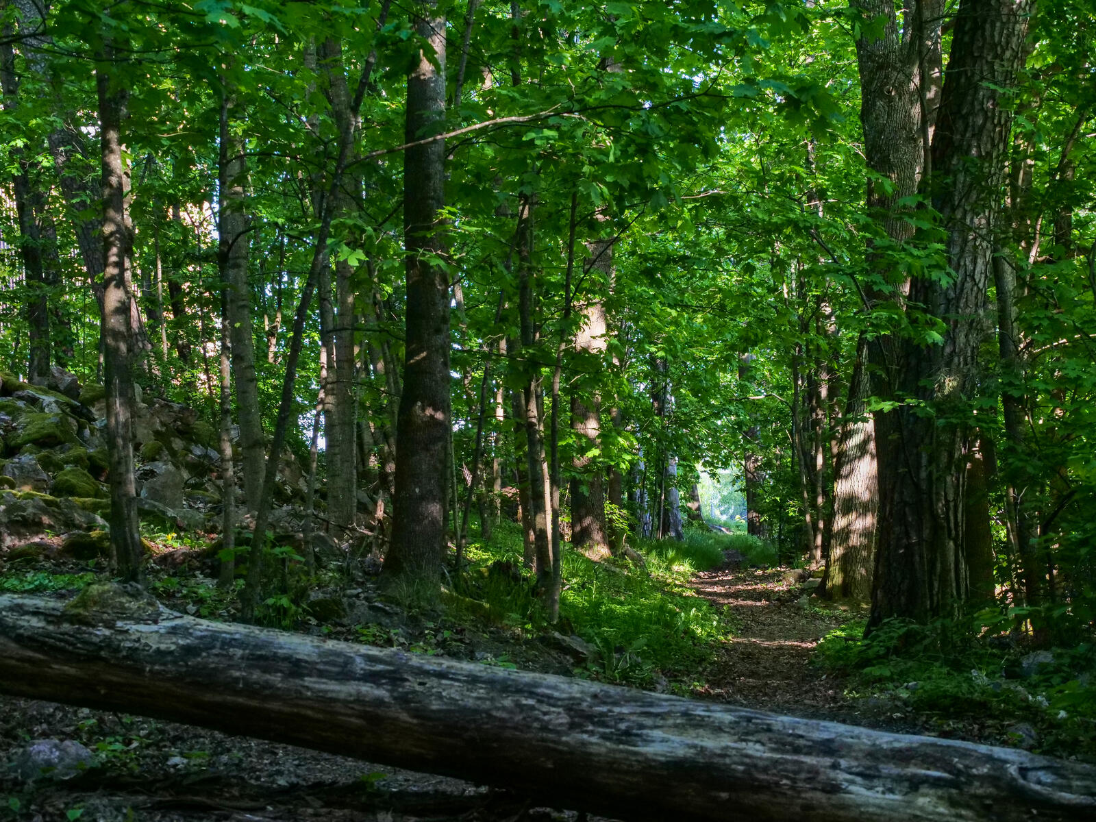 Бесплатное фото Прогулка по летнему лесу