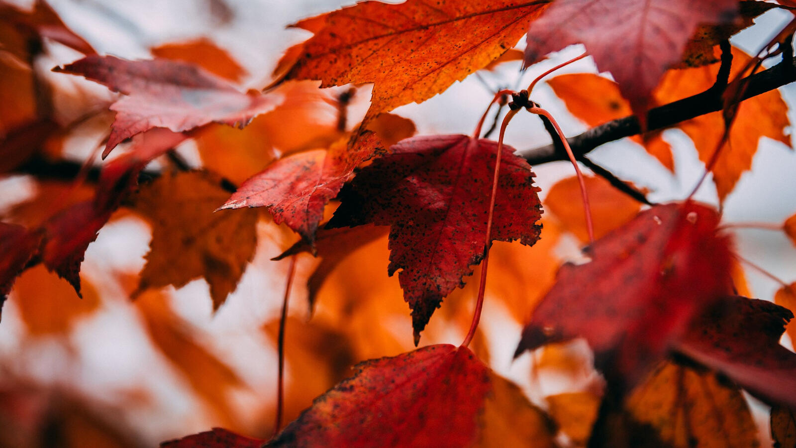 Бесплатное фото Красные осенние листья