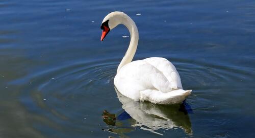 A white swan swims in the pond.