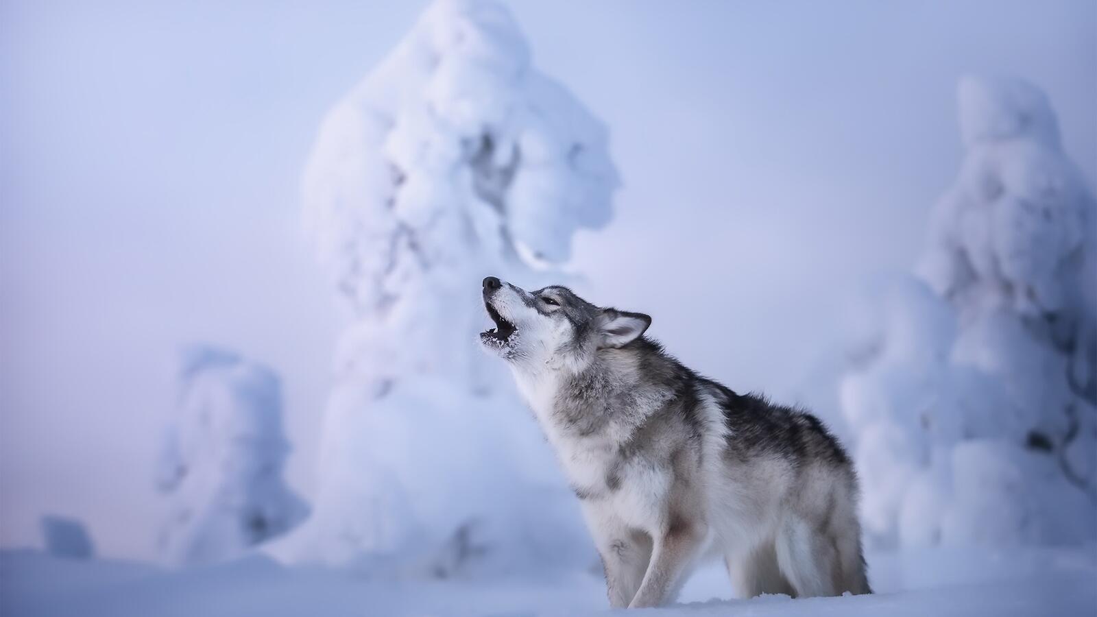 Бесплатное фото Воющий волк среди деревьев укатанных сугробами