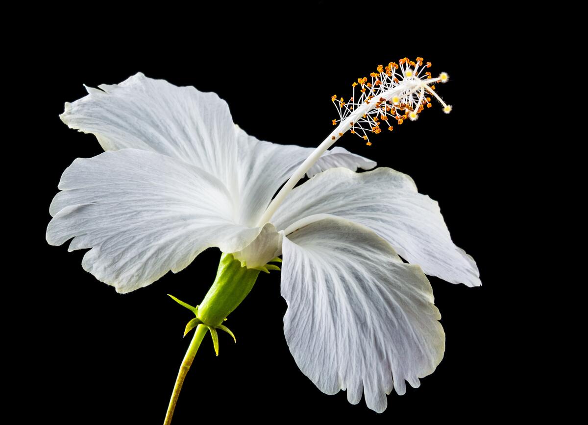 Белый цветок с нежными лепестками