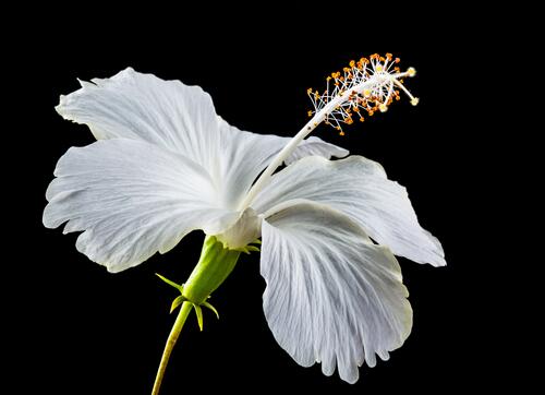 Белый цветок с нежными лепестками