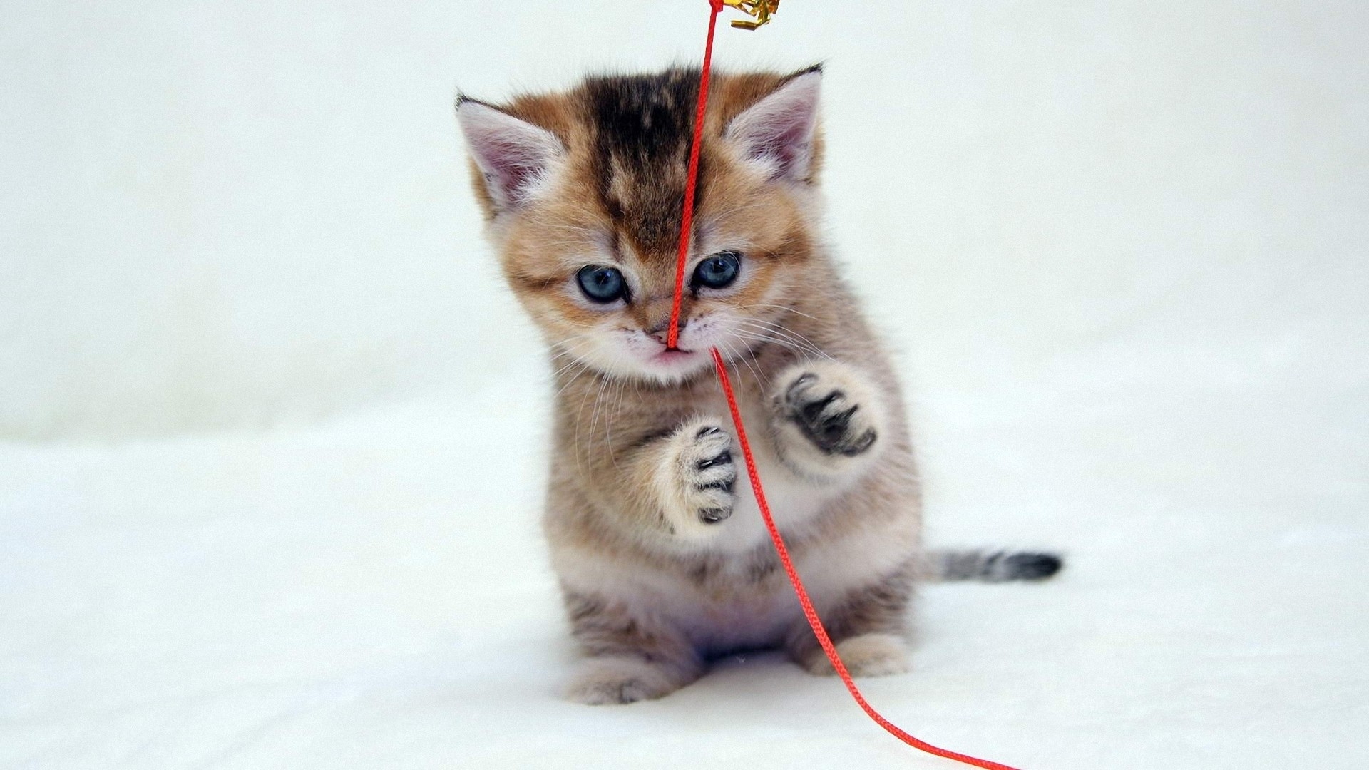 Free photo A kitten playing with a red string.