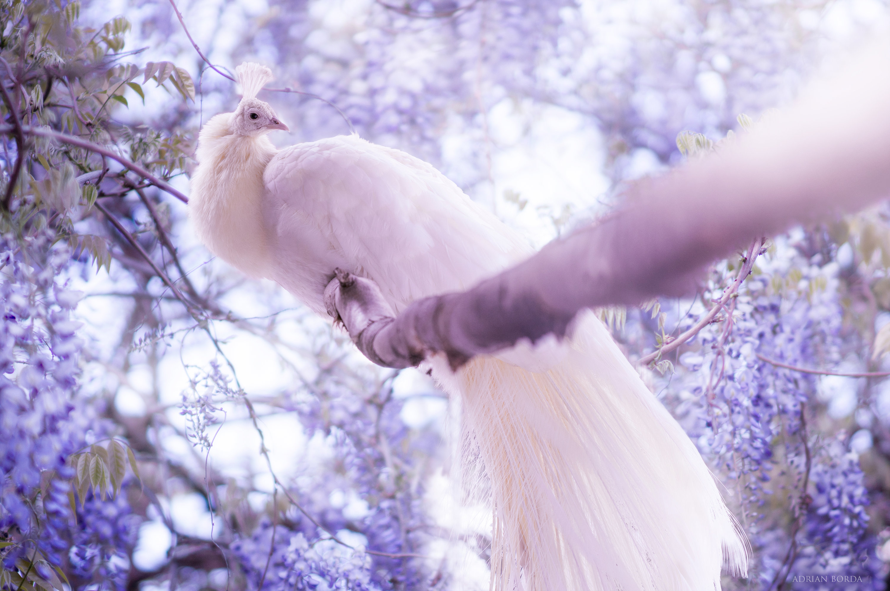 一只美丽的白孔雀