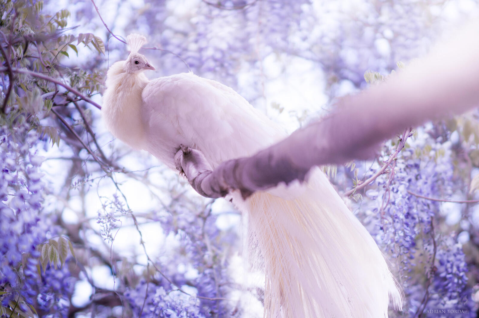 Бесплатное фото Красивый белый павлин