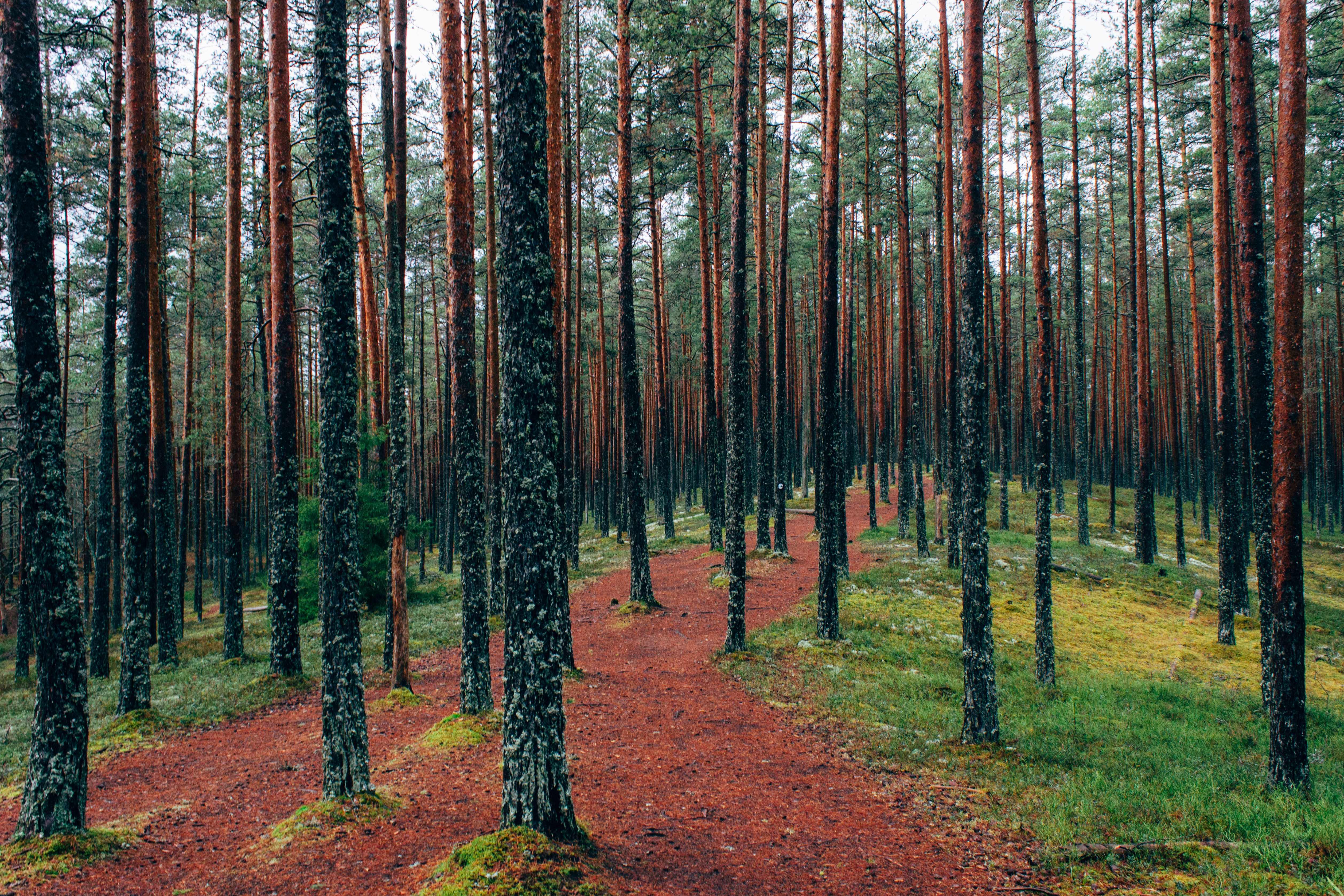 Free photo Coniferous Forest