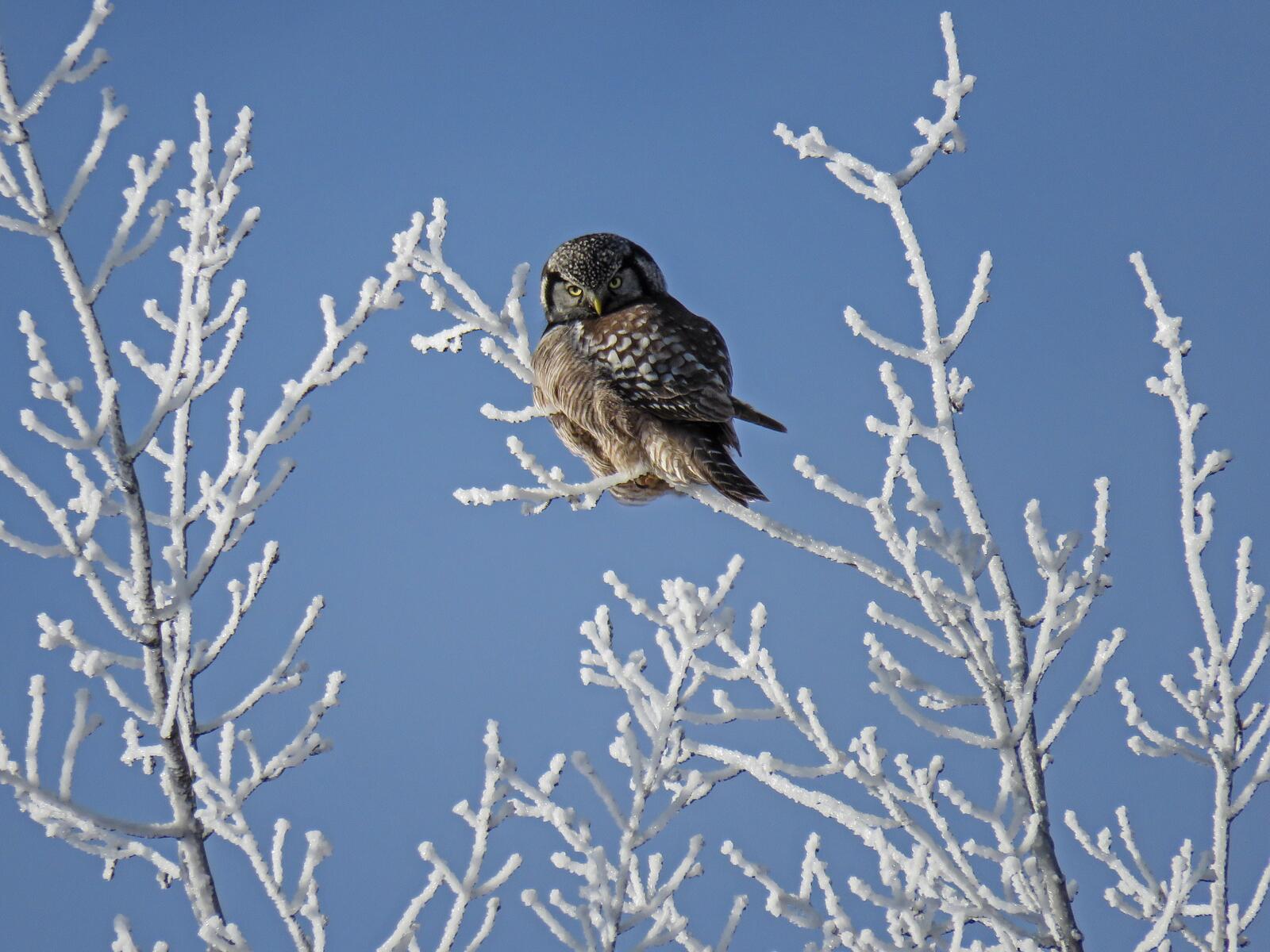 Free photo An owl sits on snowy branches