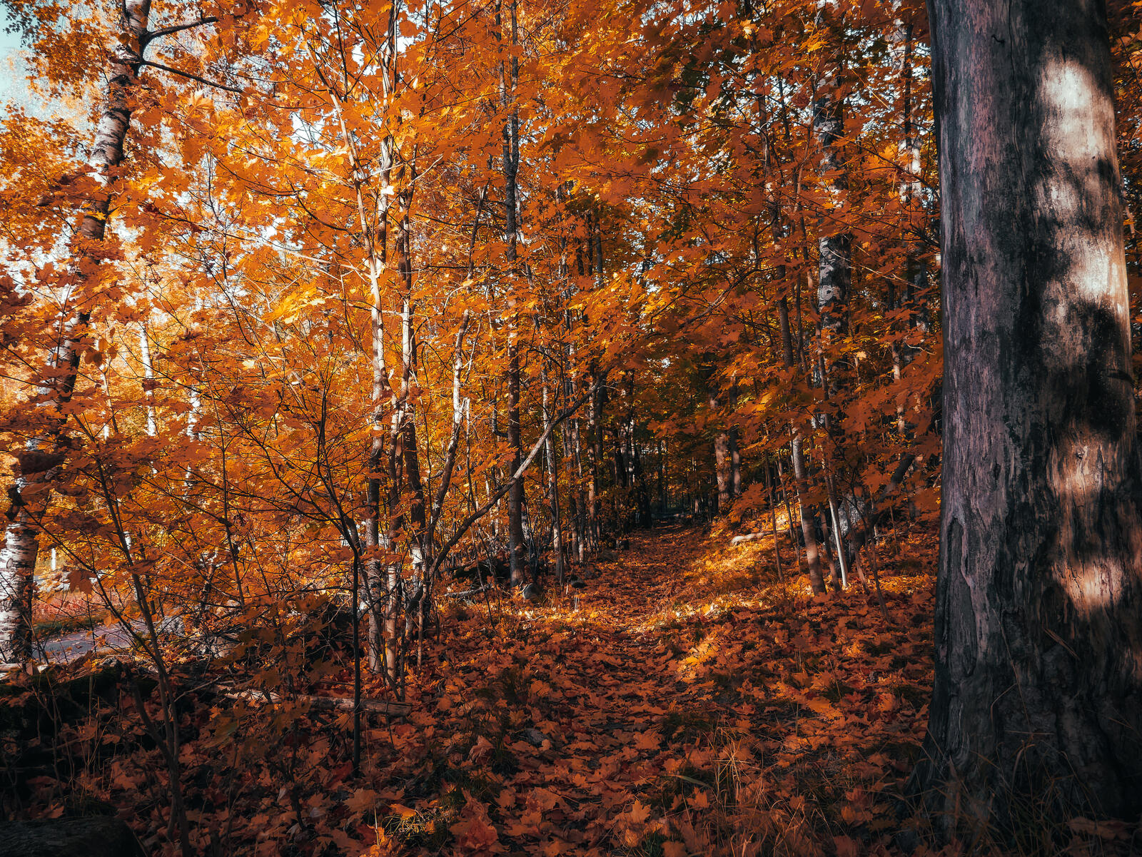 Бесплатное фото Осенний лес в желтых красках