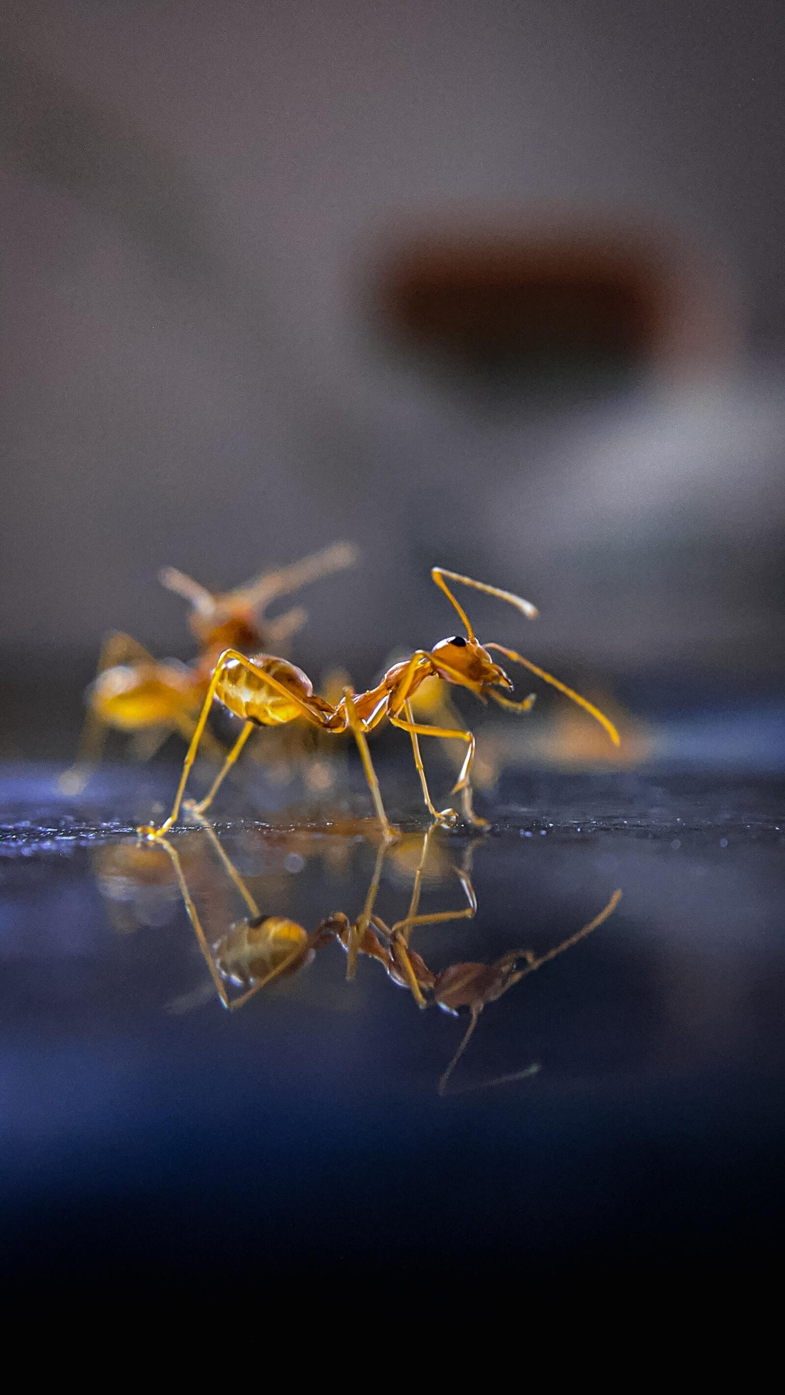 Обои насекомое муравей макро на рабочий стол