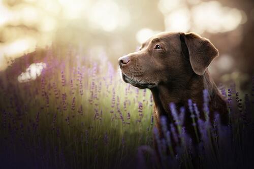 Portrait of a Labrador Retriever in a field with lavender flowers