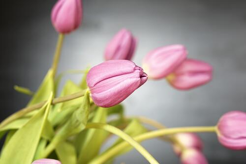 Закрытые розовые тюльпаны