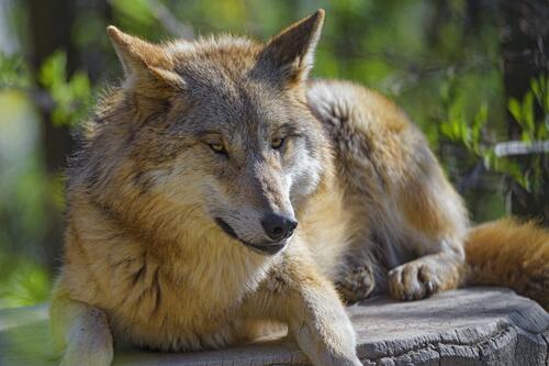 An adult gray wolf resting in the sunlight