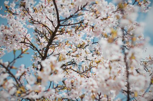 Дерево с весенними цветами на кронах