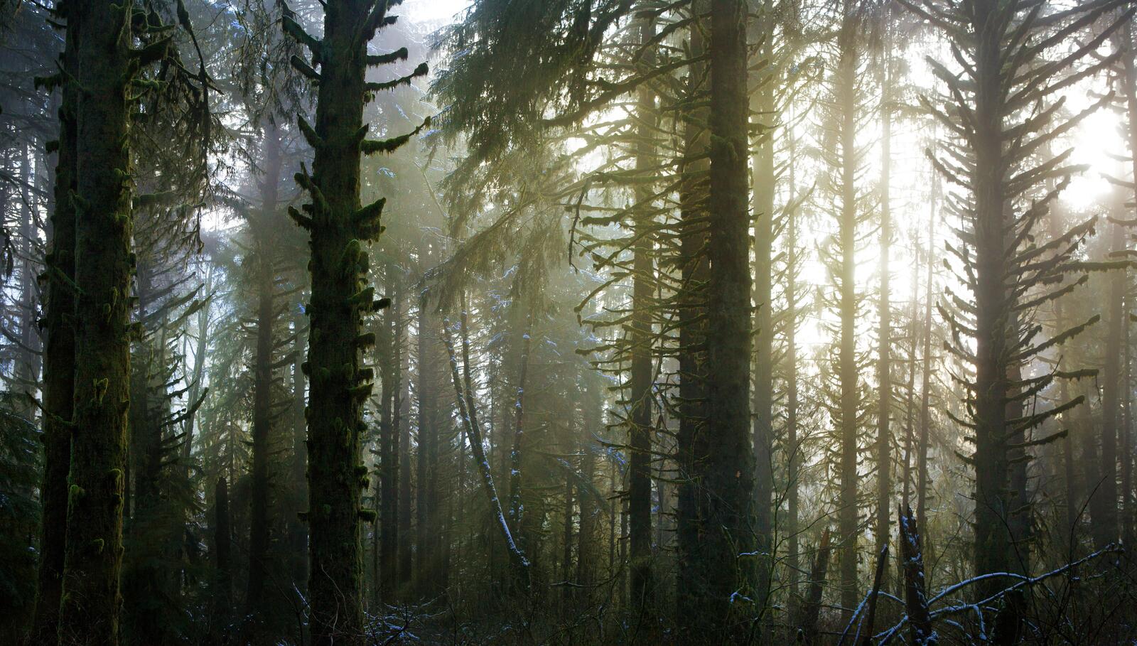 Солнечный свет в хвойном лесу