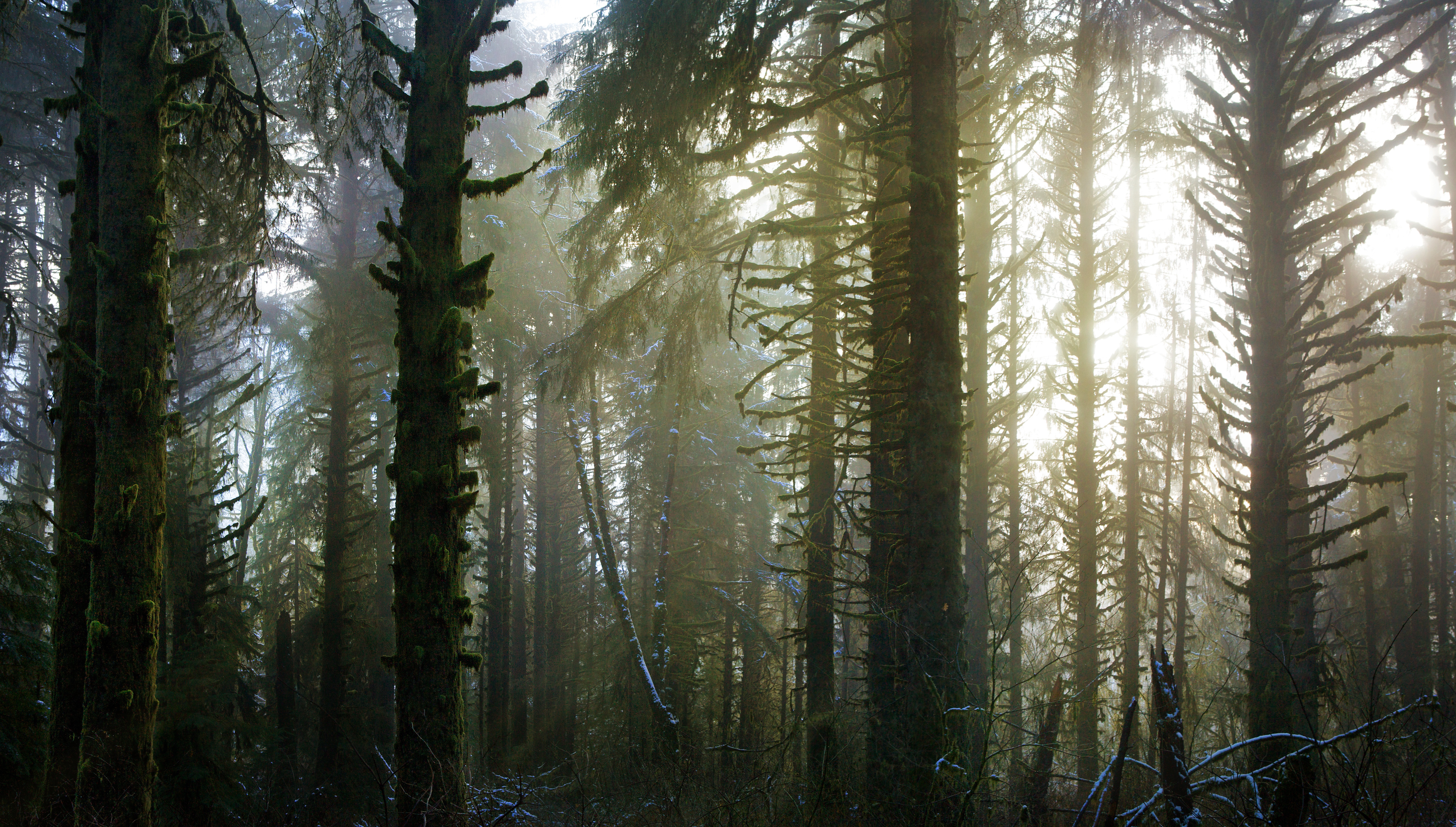 Бесплатное фото Солнечный свет в хвойном лесу