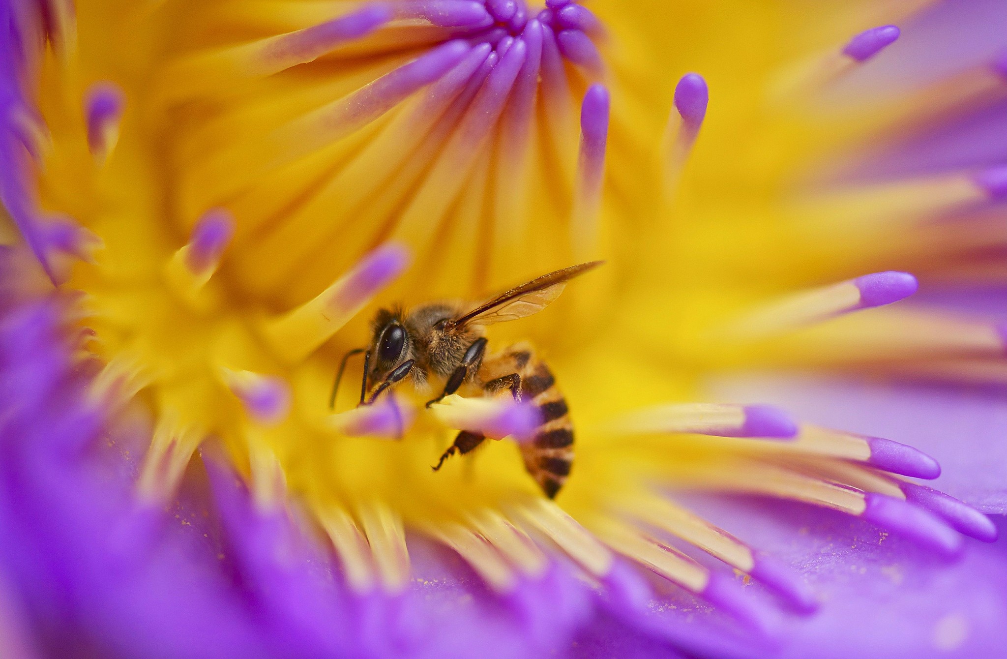 Бесплатное фото Мёдоносная пчела на желтом цветке