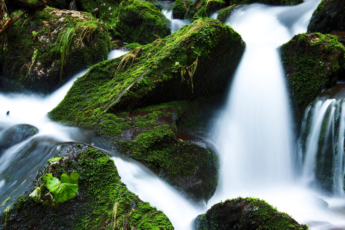 A stream in the woods with moss on the rocks.