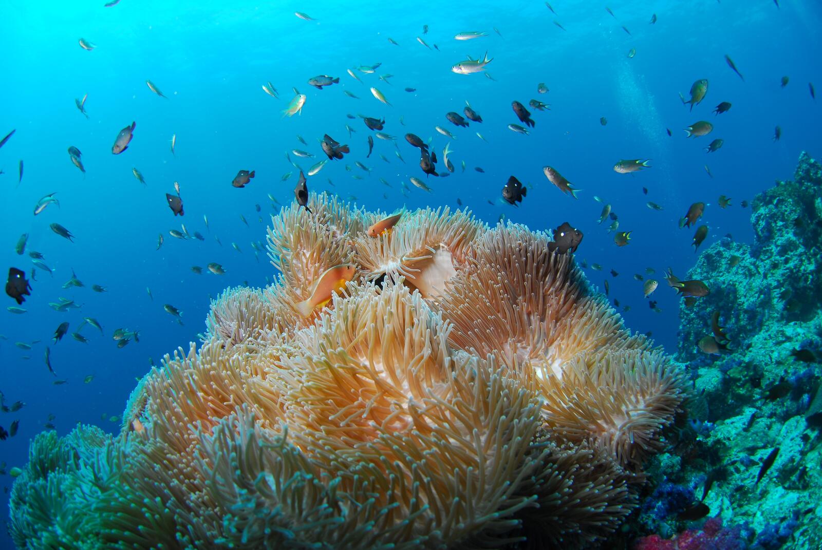 Большой морской корал на дне моря