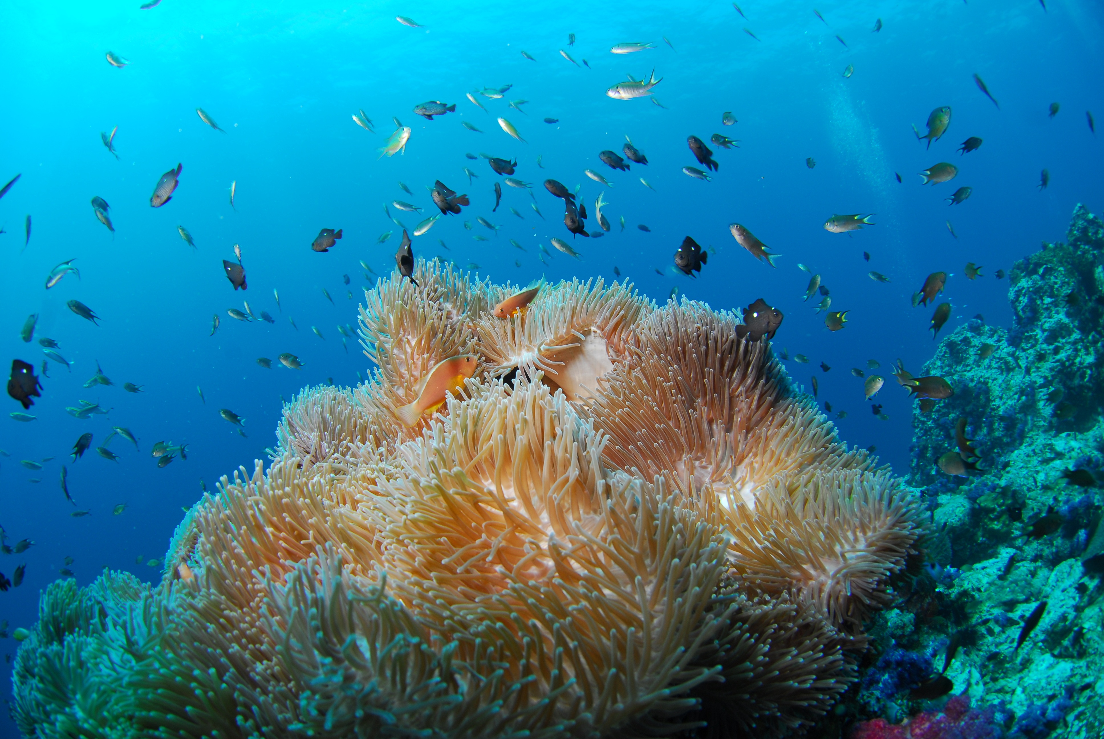 Бесплатное фото Большой морской корал на дне моря