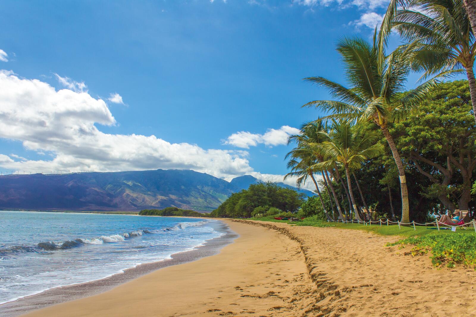 Бесплатное фото Песчаный пляж с пальмами