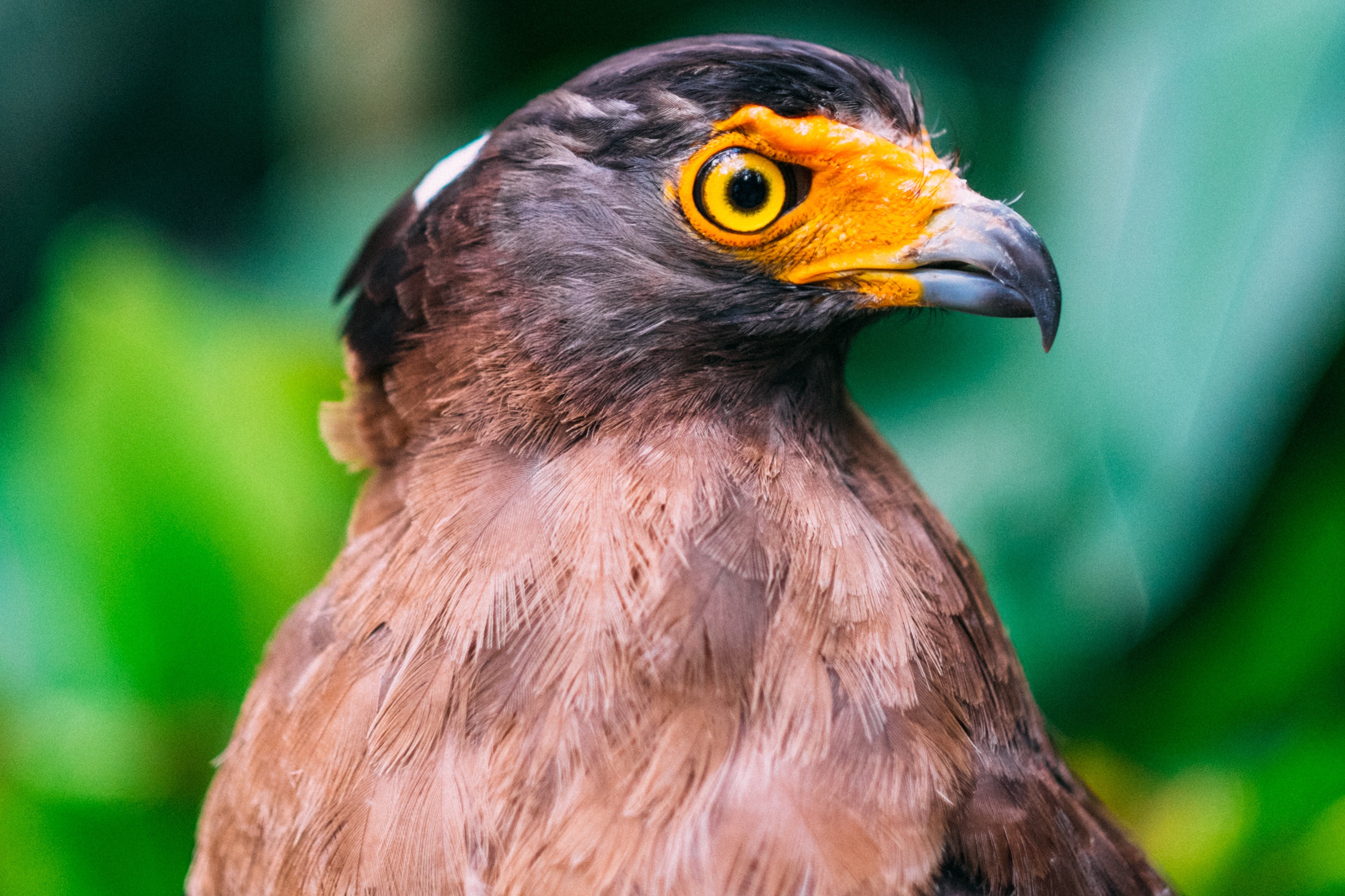 Portrait of a hawk