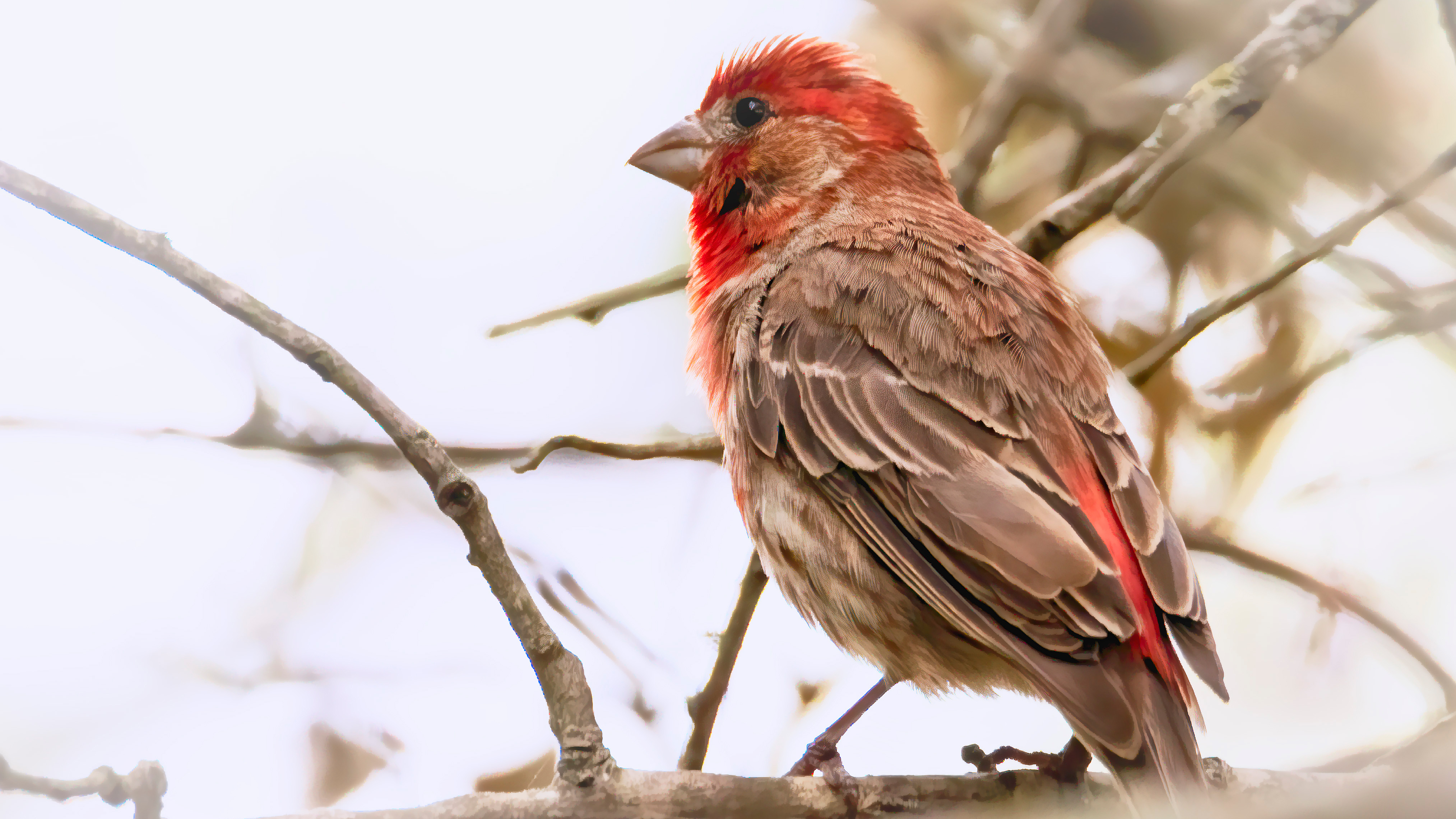 Wallpapers birds house finch gray on the desktop
