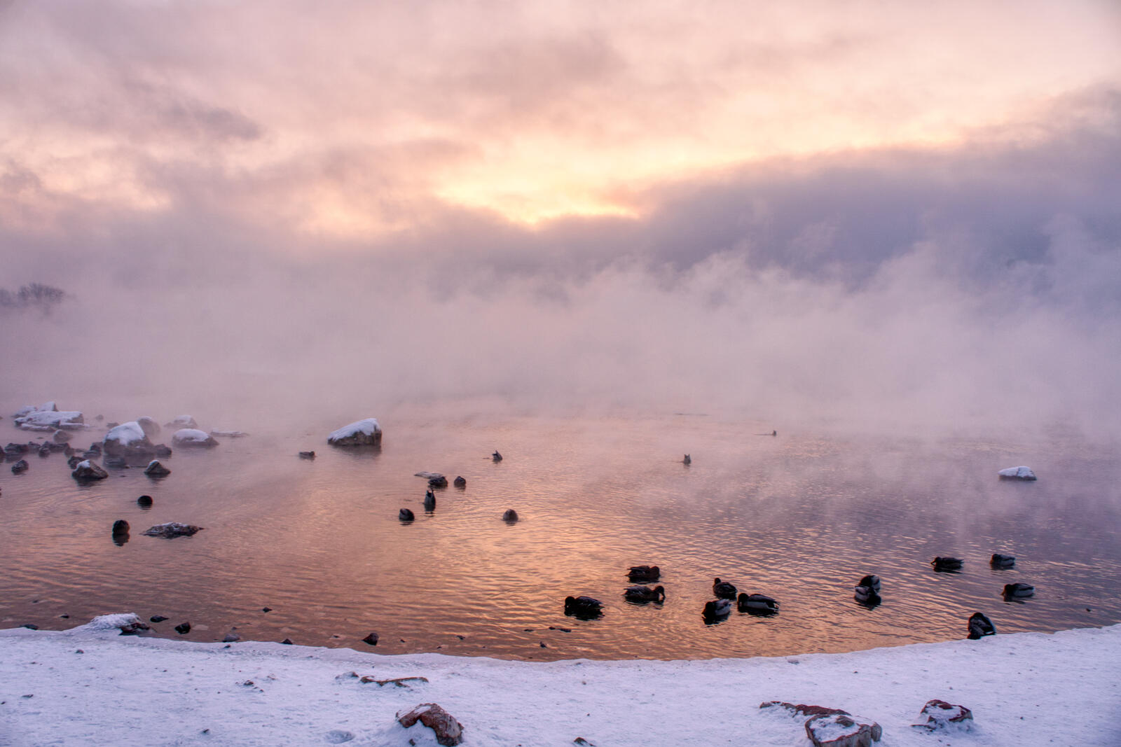 Бесплатное фото Утки плавают в тумане