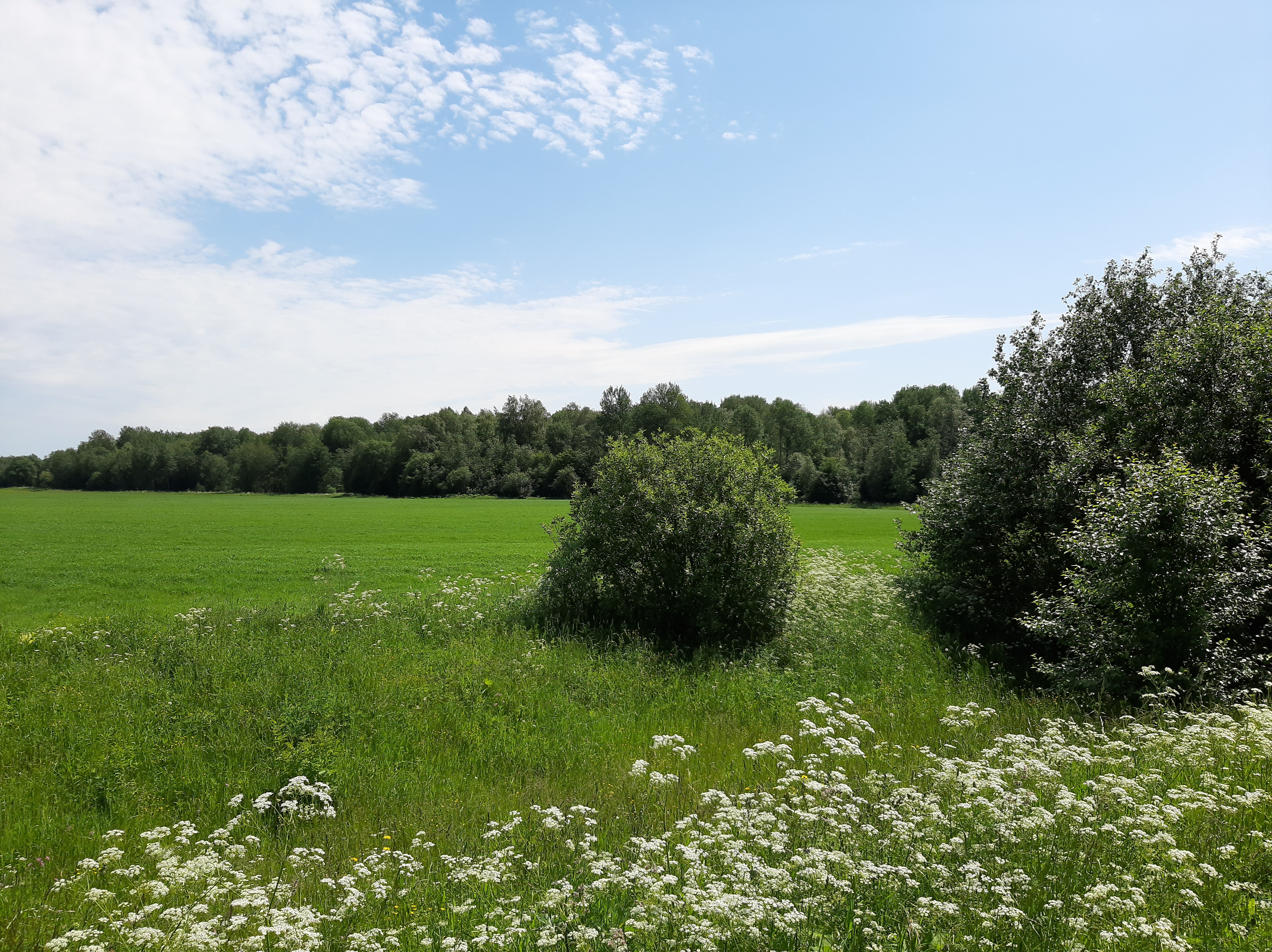 A green field near a dense forest