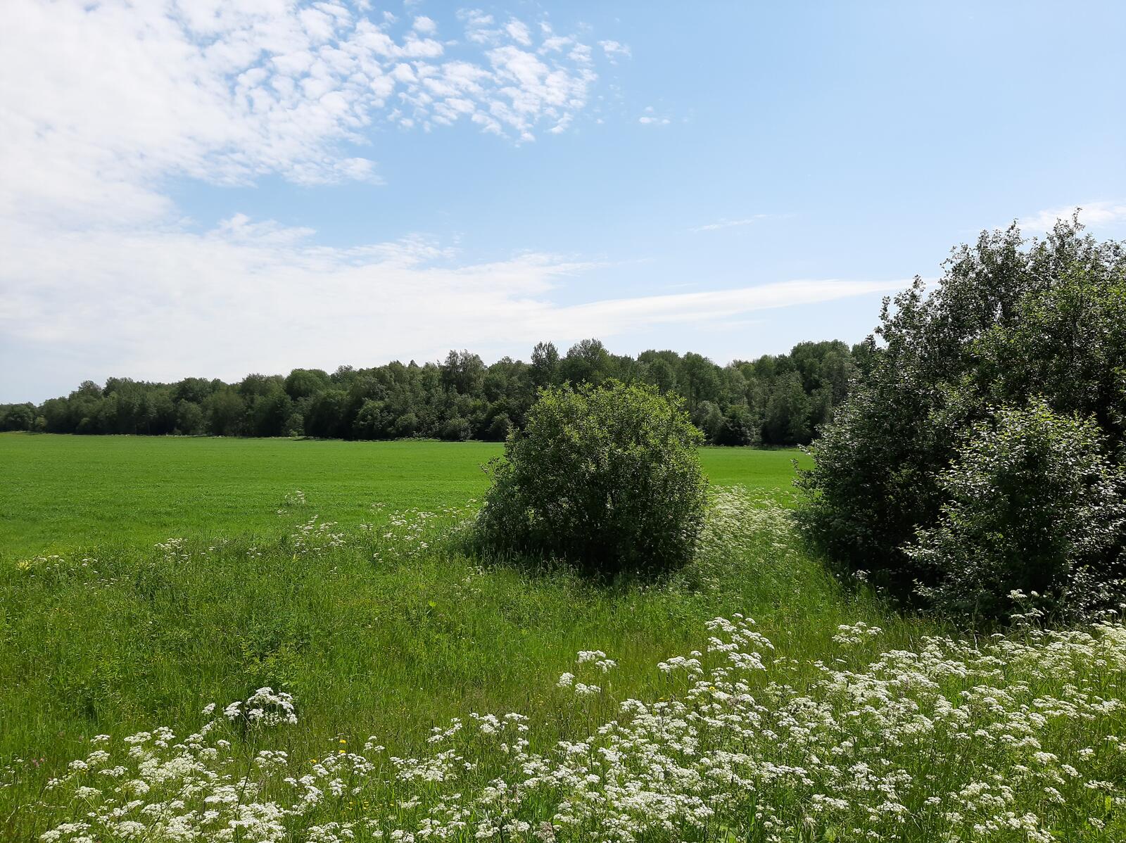 Бесплатное фото Зеленое поле возле густого леса