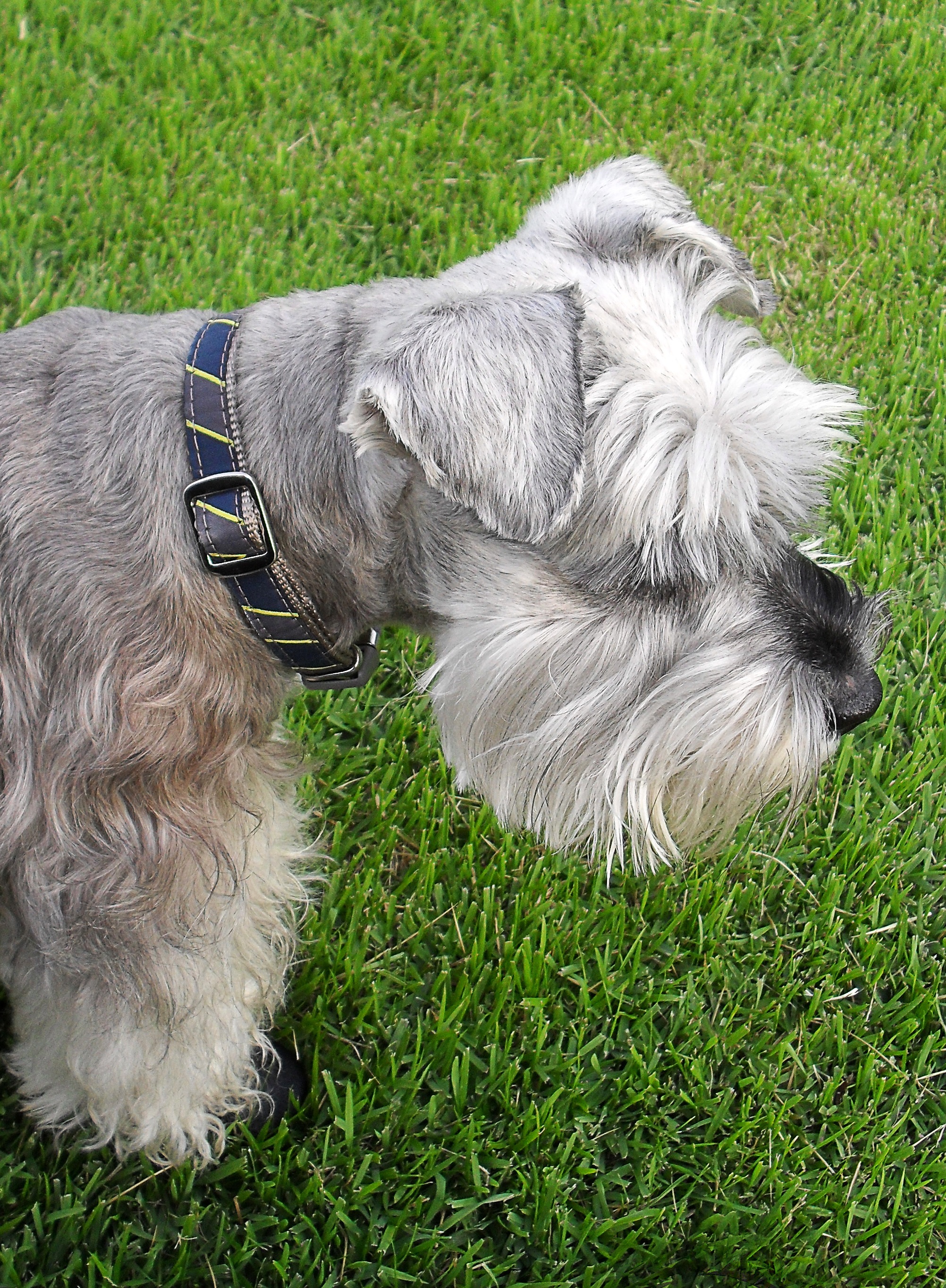 免费照片在草坪上散步的茨威格犬