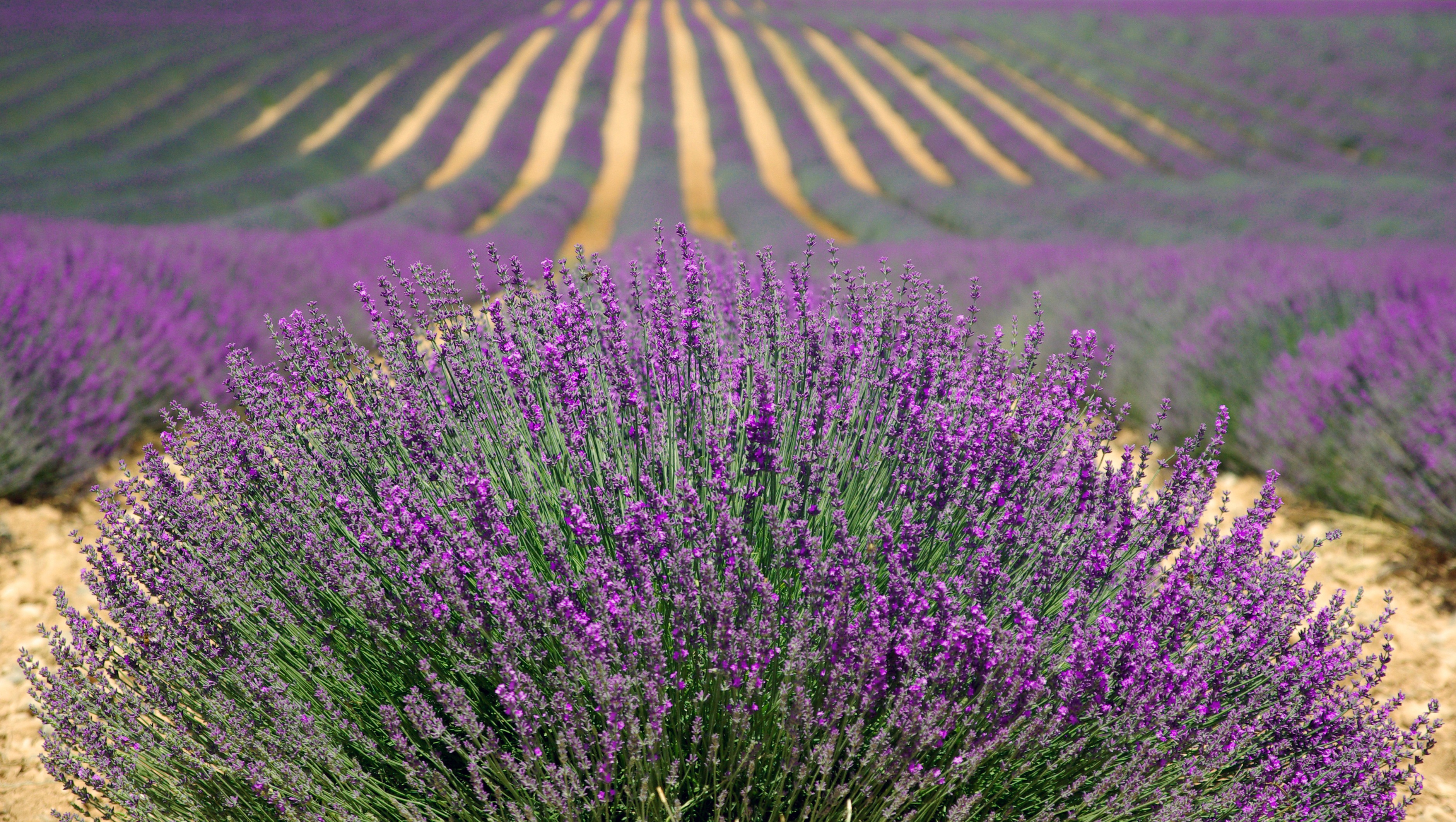 Free photo A lavender field in France