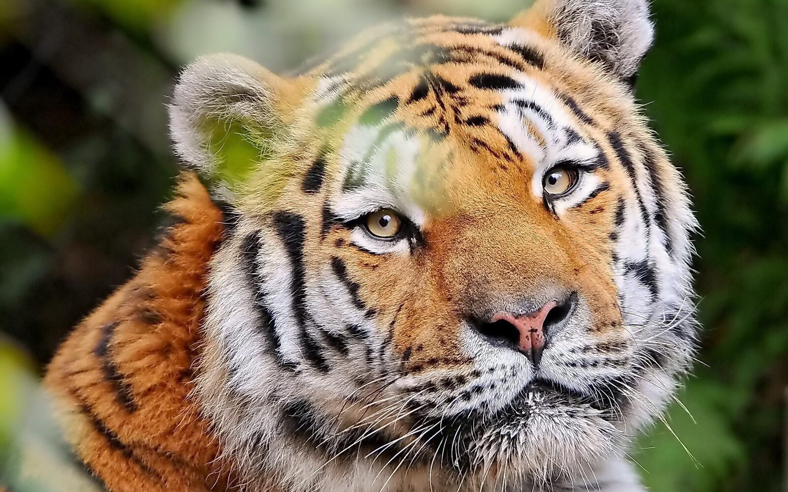 免费照片一个微笑的老虎的画像
