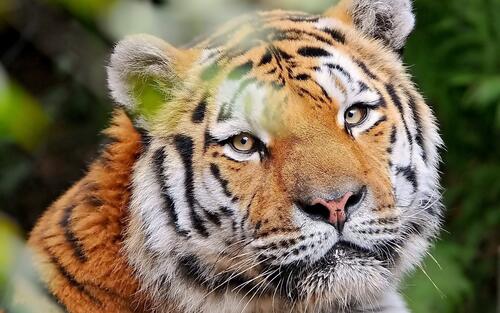 Портрет улыбающегося тигра