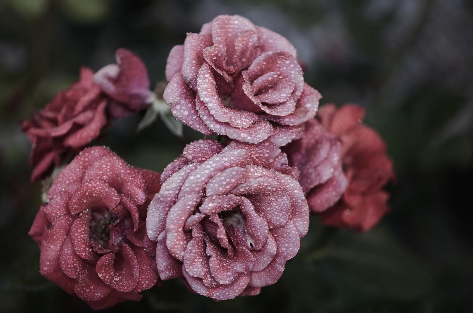 Бесплатное фото Красивые тёмно-розовые цветы с каплями росы на лепестках