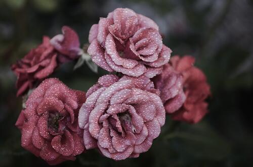Красивые тёмно-розовые цветы с каплями росы на лепестках