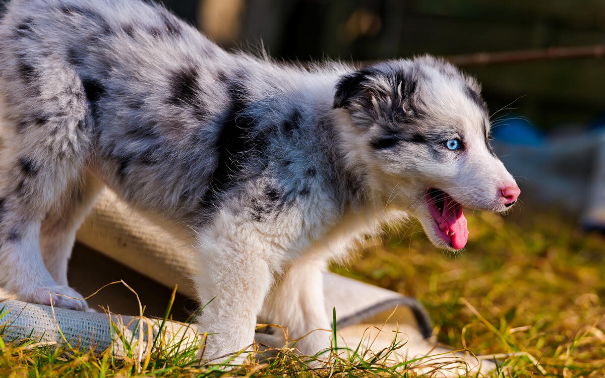 A fluffy Australian Shepherd puppy.