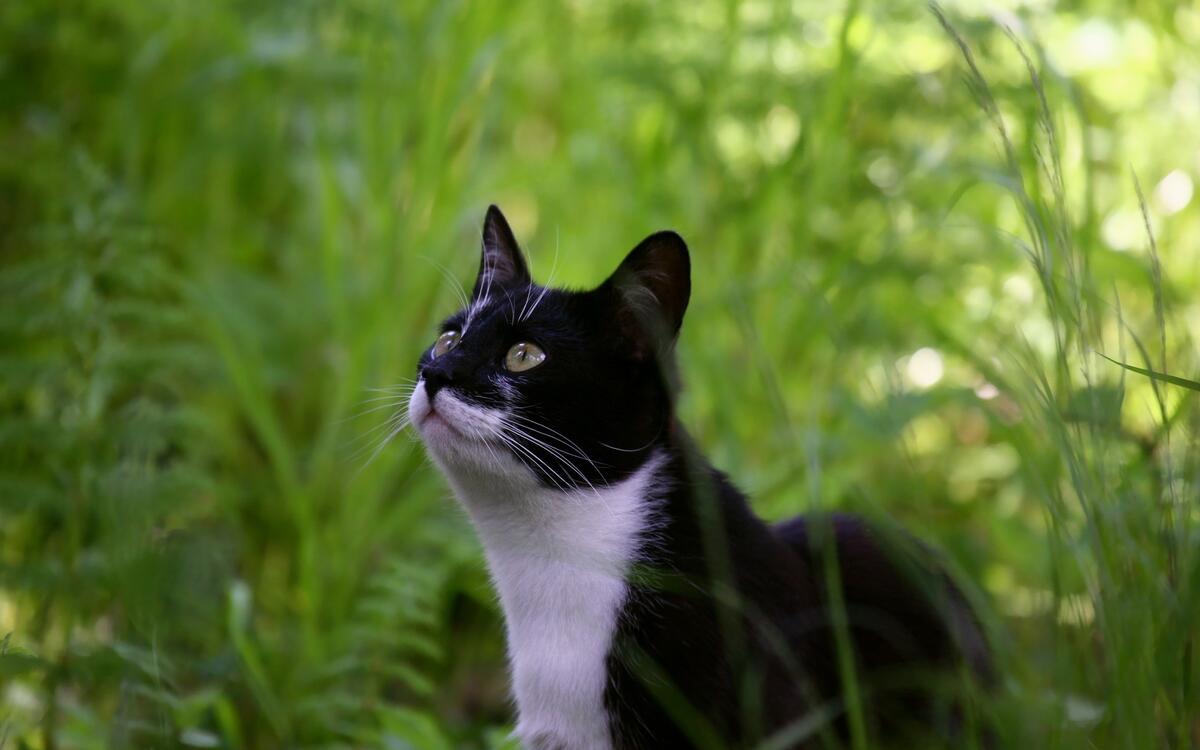 A black and white cat stares down its prey