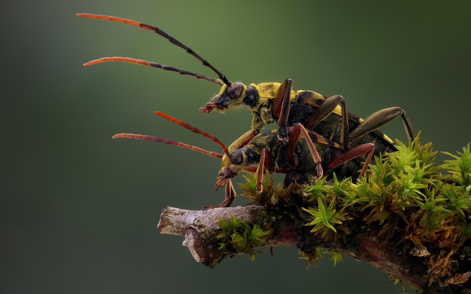 免费照片有长须的长角甲虫