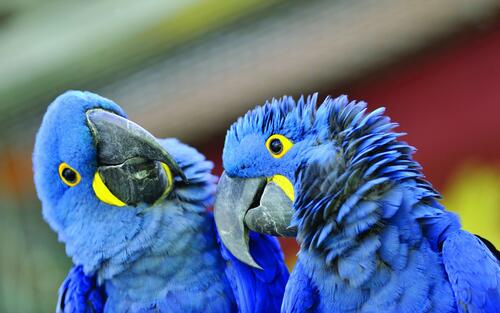 Два веселых попугая синего цвета