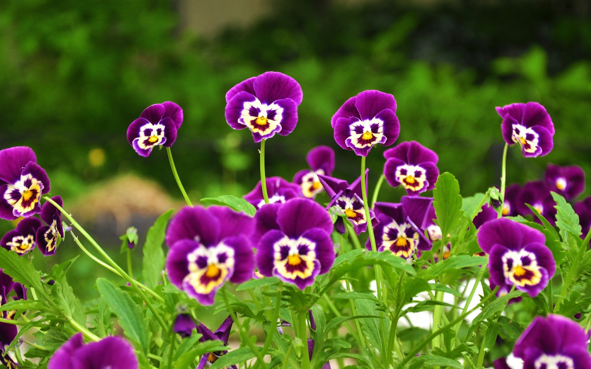 Free photo Pansies purple wildflowers