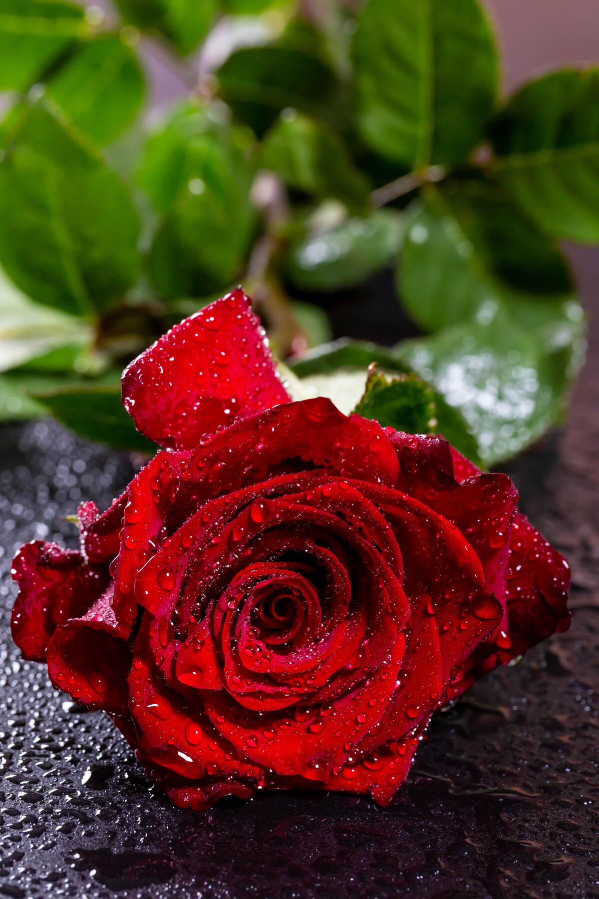 Красная роза под дождем