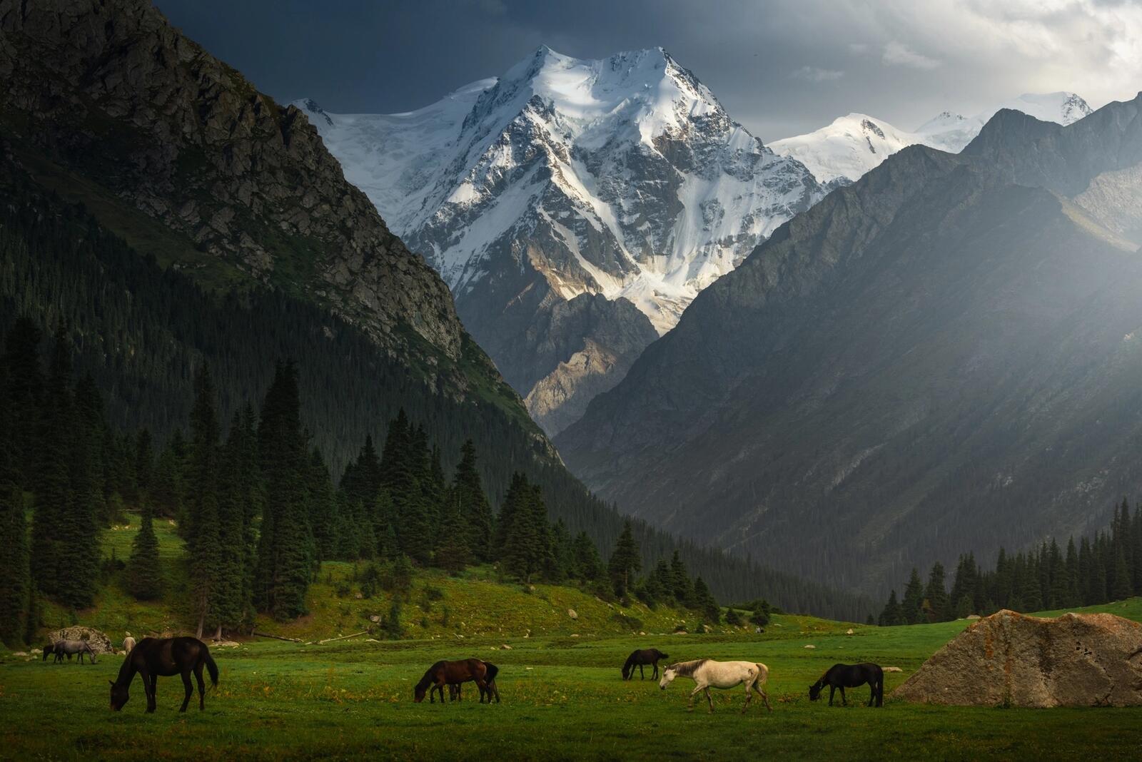 免费照片马匹在美丽的山脉中的牧场上吃草