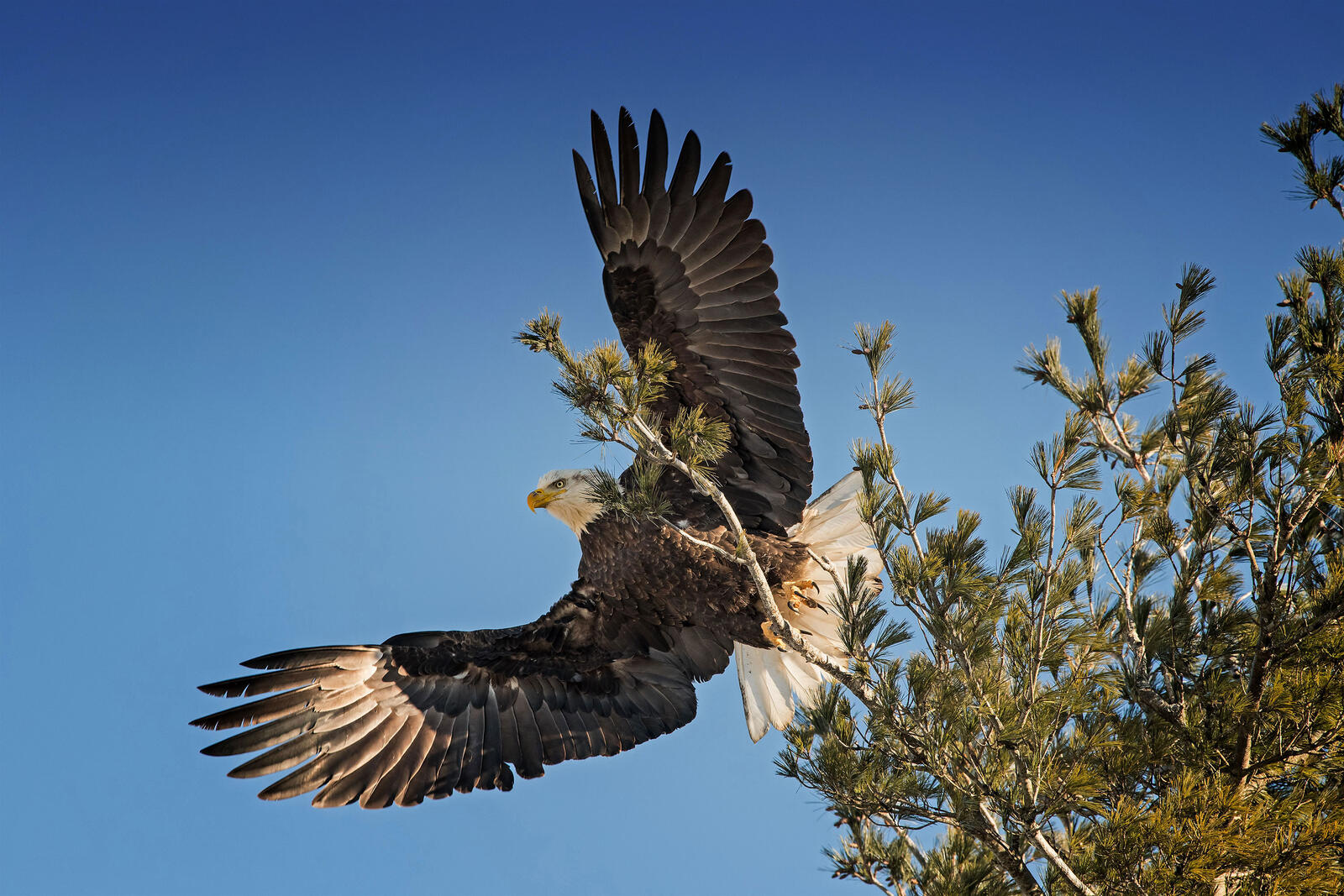 Free photo The wingspan of a soaring eagle