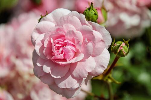A soft pink rosebud