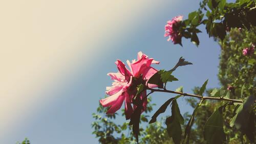 Зеленая растительность с розовыми цветами