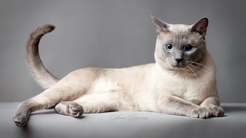 Beautiful well-groomed Persian cat