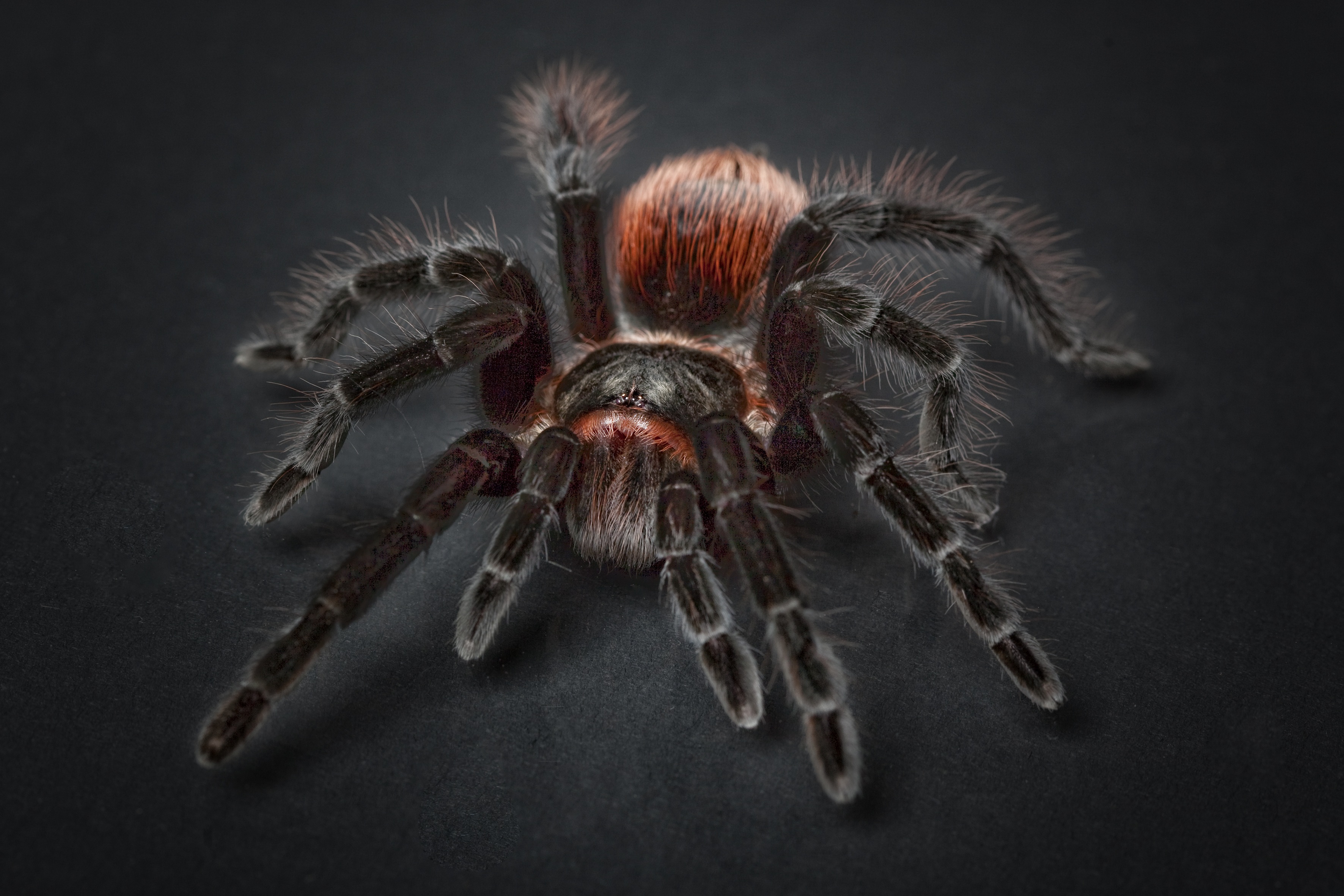 Волосатый паук крупным планом